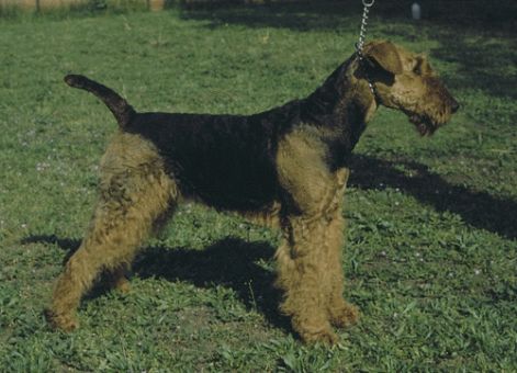 airedale_terrier_n.jpg