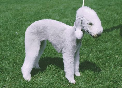 bedlington_terrier_n.jpg