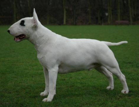 bullterrier.jpg