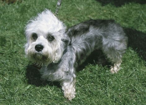 dandie_dinmont_terrier_n.jpg