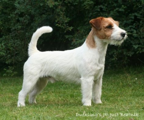 jackrussellterrier.jpg