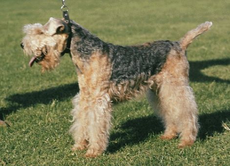 lakeland_terrier_n.jpg