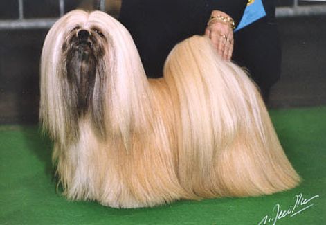 lhasa-apso-thsangpa-hgst01.jpg