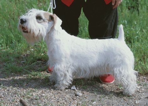 sealyham_terrier_n.jpg