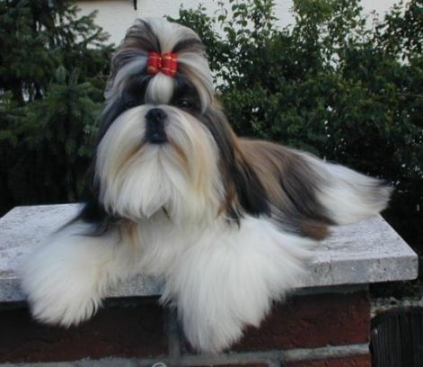 shih-tzu.jpg