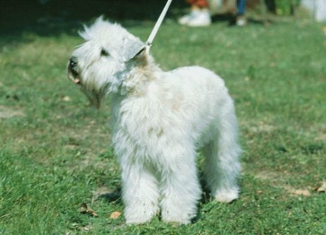 soft_coated_wheaten_terrier_n.jpg