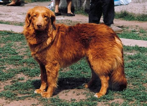 vadkacsavadasz_retriever_n.jpg